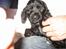 Cocker spaniel Frida - Er jeg ikke nuser?