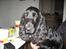 Cocker spaniel Frida - Mon der falder noger af til mig? Ellers tager jeg bare selv..