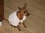 Dvaergpinscher Channi - jeg syntes IKKE det er sjovt og have tøj på!