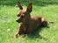Dvaergpinscher Channi - er der noget bedre en at nyde solen i haven???
