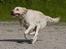 Blanding af racer Tilde