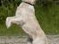 Blanding af racer Tilde