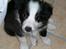 Border collie Freja - 18/11 2005