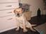 Labrador retriever Tjalfe
