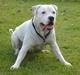 Amerikansk bulldog VBA´s Chester 