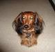 Gravhund Micky