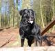 Labrador retriever Ninka