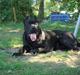 Cane corso Tyson