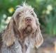 Spinone Hugo