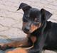 Dvaergpinscher Armani