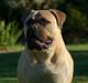 Bullmastiff Bullsaint's afra 