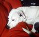 Amerikansk staffordshire terrier Thia (Himmelhund)