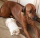 Rhodesian ridgeback Monomotabas Ruby Cabernet