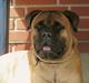 Bullmastiff Bullhouse Dina*Brak's* 