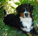 Berner sennenhund Layla