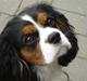 Cavalier king charles spaniel Mingus