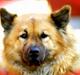 Eurasier Bailey