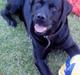Labrador retriever Djack