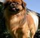 Tibetansk spaniel Sommerlyst´s Don Cimba Zu