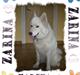 Samojedhund Zarina