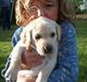 Labrador retriever (formel 1) Molli