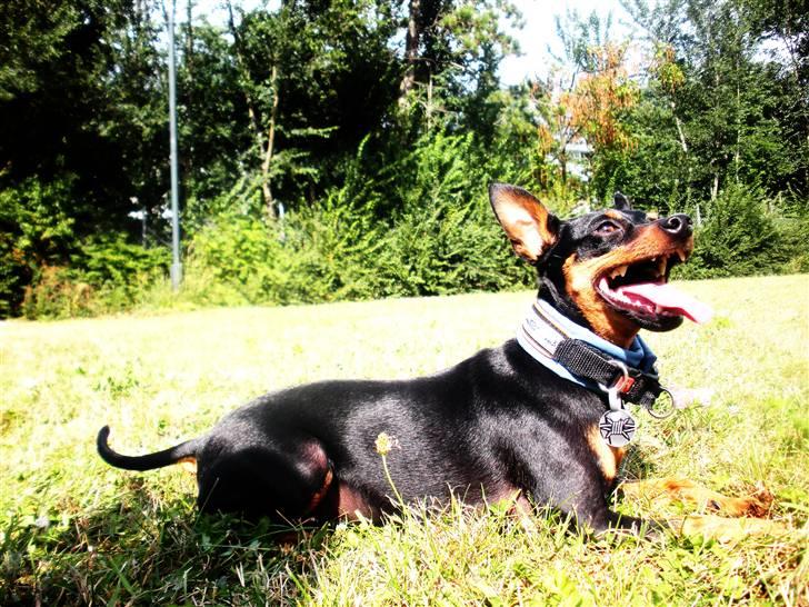 Dvaergpinscher King  † R.I.P - 2009 billede 8