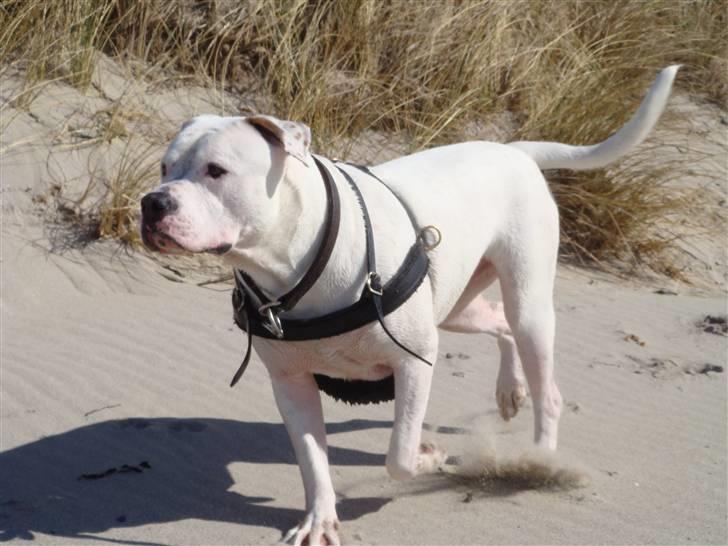 Amerikansk bulldog VBA´s Chester  - på stranden billede 2