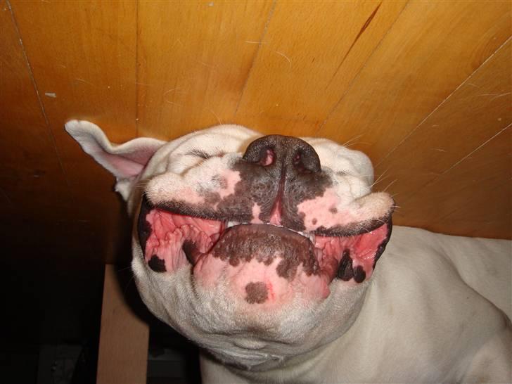 Amerikansk bulldog VBA´s Chester  - Zzzzzzzzzzzzz billede 4