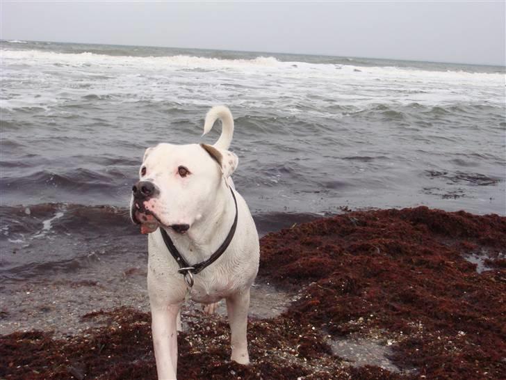 Amerikansk bulldog VBA´s Chester  - NYT !! IIIiiiiii hvor er det dejligt at være på stranden billede 7