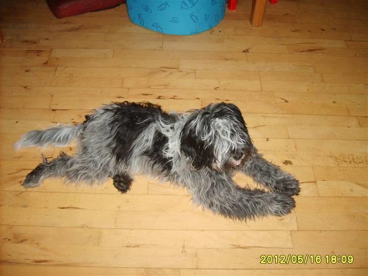 Schapendoes Luna. - Søde pige. billede 1