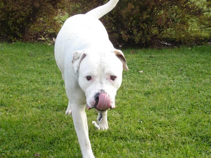 Amerikansk bulldog VBA´s Chester  - hmmmm  billede 14