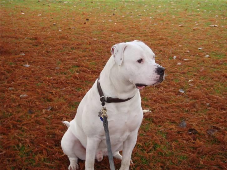 Amerikansk bulldog VBA´s Chester  - dejlige efterårs dag billede 18