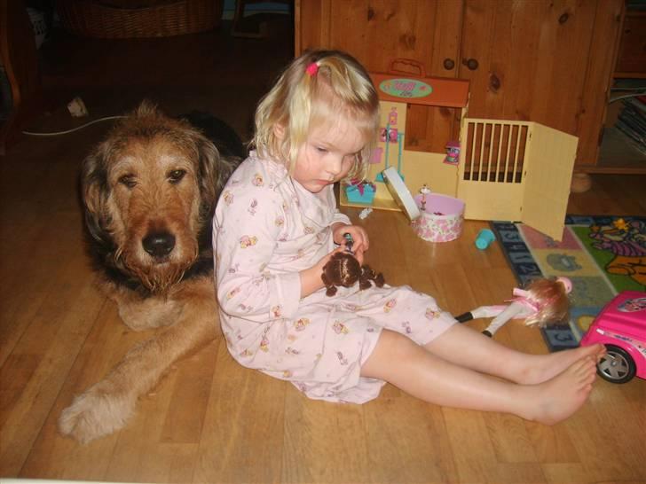 Blanding af racer Kashmir - Kashmir er ,hvor Nanna er. billede 1