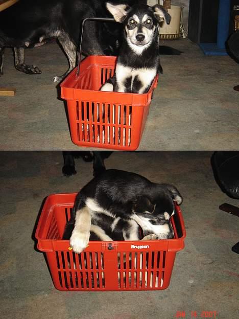 Blanding af racer Tiffany billede 16