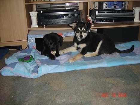 Blanding af racer Fakira - Ser det ikke bare hyggeligt ud?? billede 10