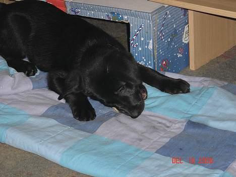 Blanding af racer Fakira - Det er så lækkert det her billede 11