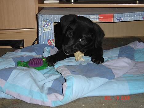 Blanding af racer Fakira - MMMM dejlig lille hule billede 12