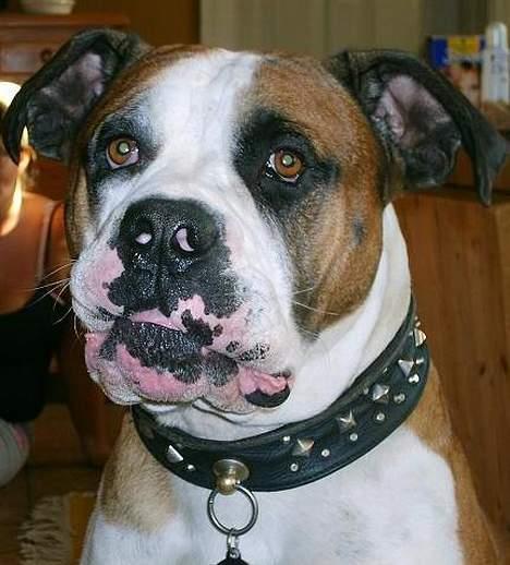Amerikansk bulldog Samson - Er han ikke dejlig??? billede 1