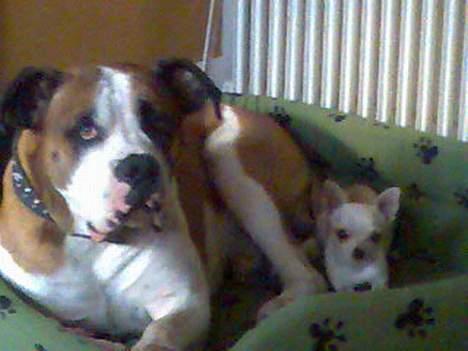 Amerikansk bulldog Samson - Vapperne hygger... billede 2