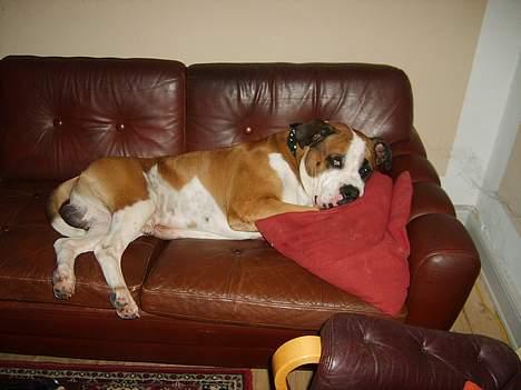 Amerikansk bulldog Samson - Taget på fersk gerning i sofaen... billede 3