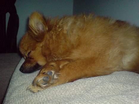 Pomeranian Chicco - øj mor det er dejligt med en lille lur her.. billede 11