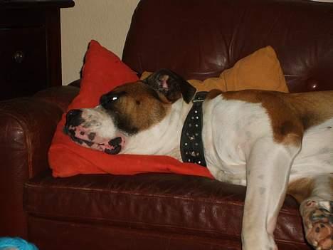 Amerikansk bulldog Samson - Ren afslapning billede 4