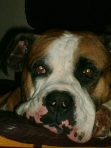 Amerikansk bulldog Samson - Stolen kan også bruges.... billede 5
