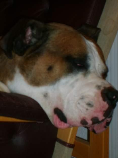 Amerikansk bulldog Samson - Meen... Det kan være svært at være i stolen.. billede 6