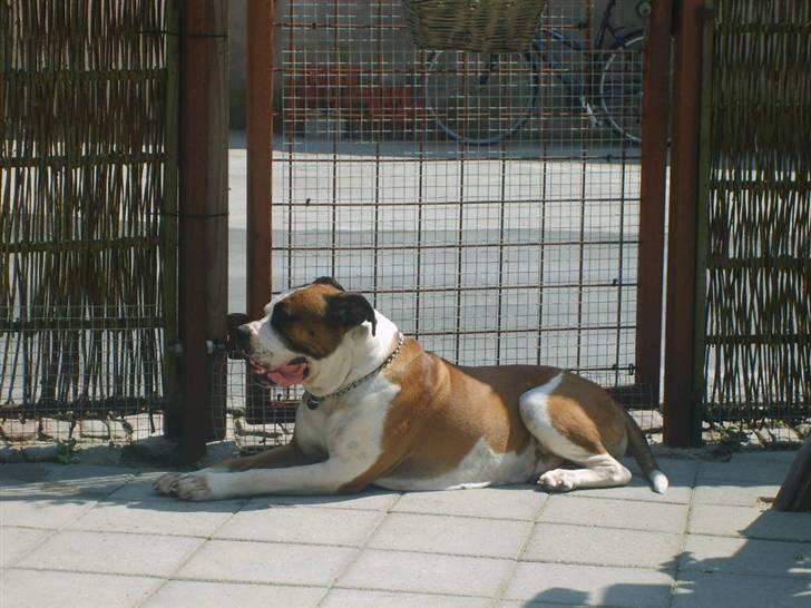 Amerikansk bulldog Samson - Ingen kommer ind her... ;) billede 7