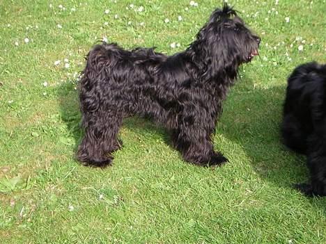 Tibetansk terrier Sir. Gavin - Det er hårdt at ha besøg af søskende billede 13