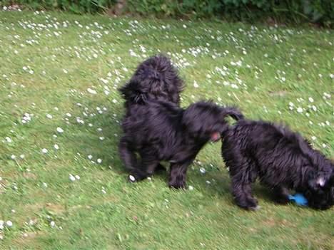 Tibetansk terrier Sir. Gavin - fut fut her kommer toget.. billede 14