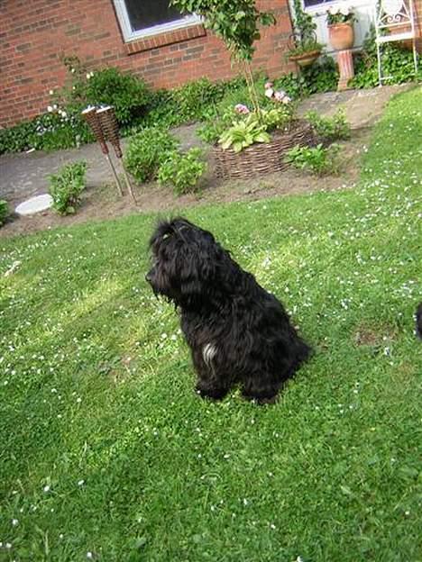 Tibetansk terrier Sir. Gavin - holder lige udkig med søskende billede 15