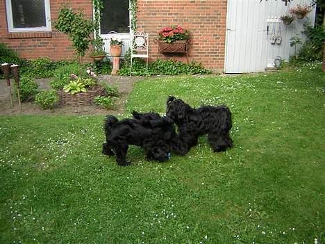 Tibetansk terrier Sir. Gavin - Ved ikke om I kan se det, men jeg som kender Gavin kan tydeligt se at han står i lege position hehe ;) billede 16