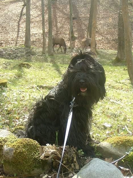 Tibetansk terrier Sir. Gavin billede 17